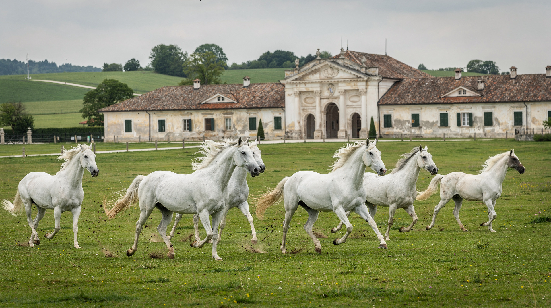 Lipica: de geboorteplaats van het Lipizzanerpaard