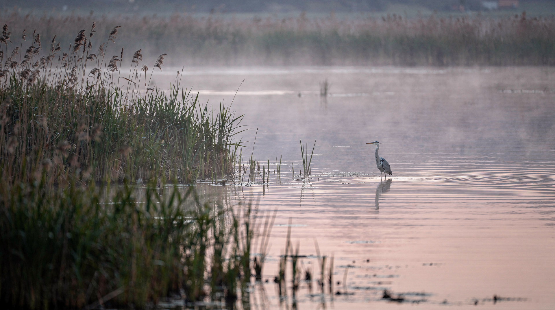 Vogelbeobachtung in Slowenien: beste Standorte, Arten und Jahreszeiten — Vogelbeobachtung Slowenien: Top-Standorte an Sečovlje, Cerknica, Bohinj und der 