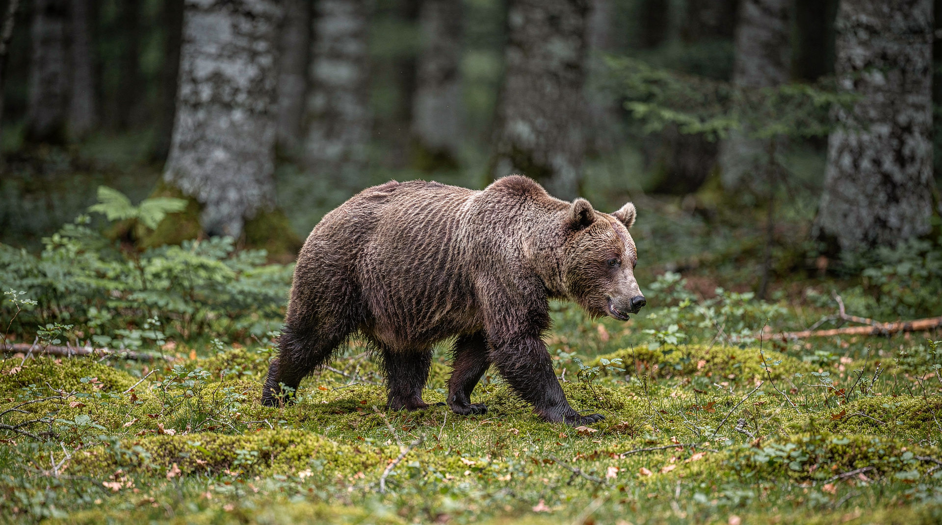 Braunbären in Slowenien: wo man sie sieht und was man erwarten kann — Braunbären in Slowenien sehen: beste Gebiete, geführte Ansitz-Touren, wann man g