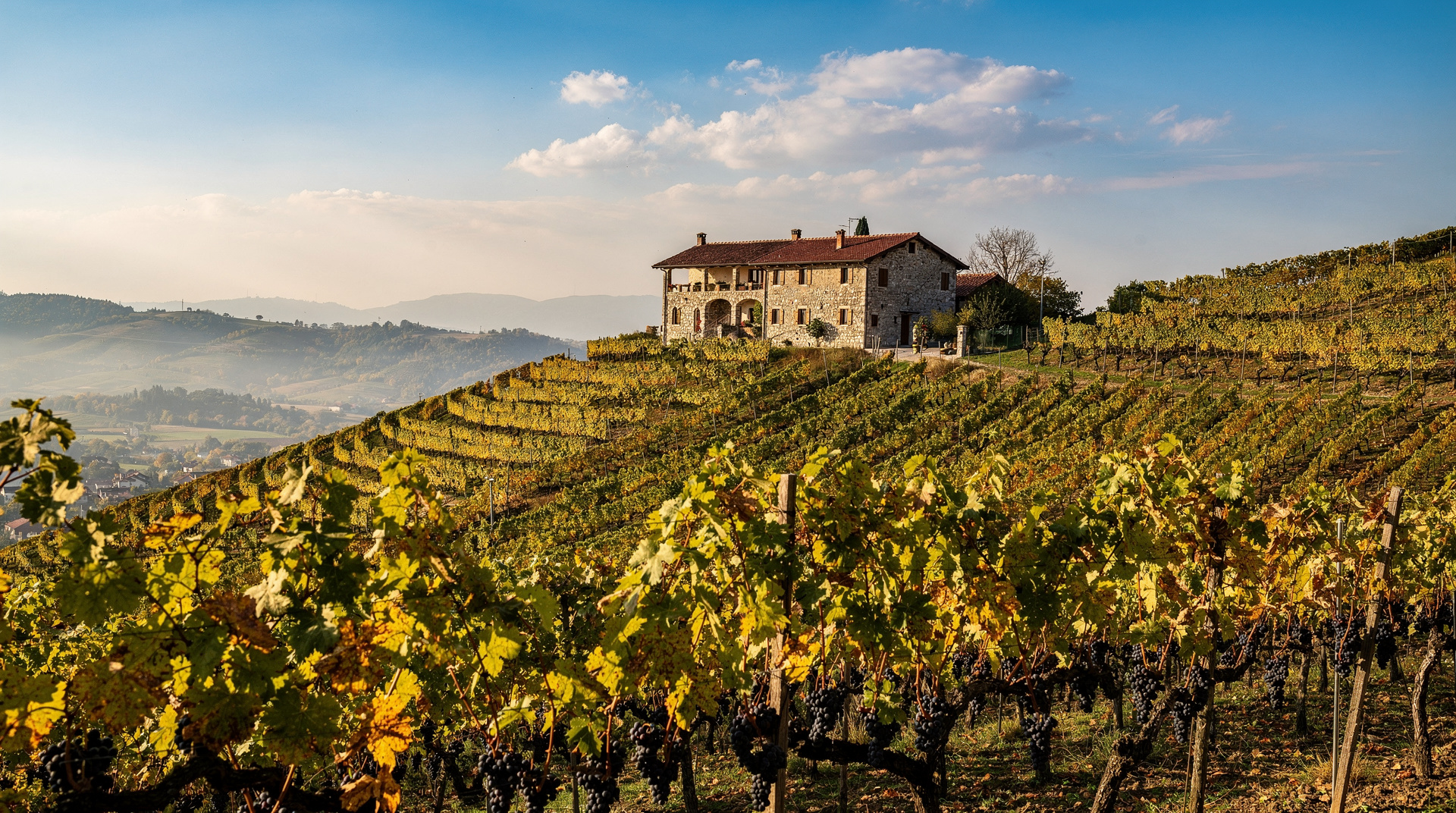 Goriška Brda wine guide: Slovenia's most celebrated wine hills