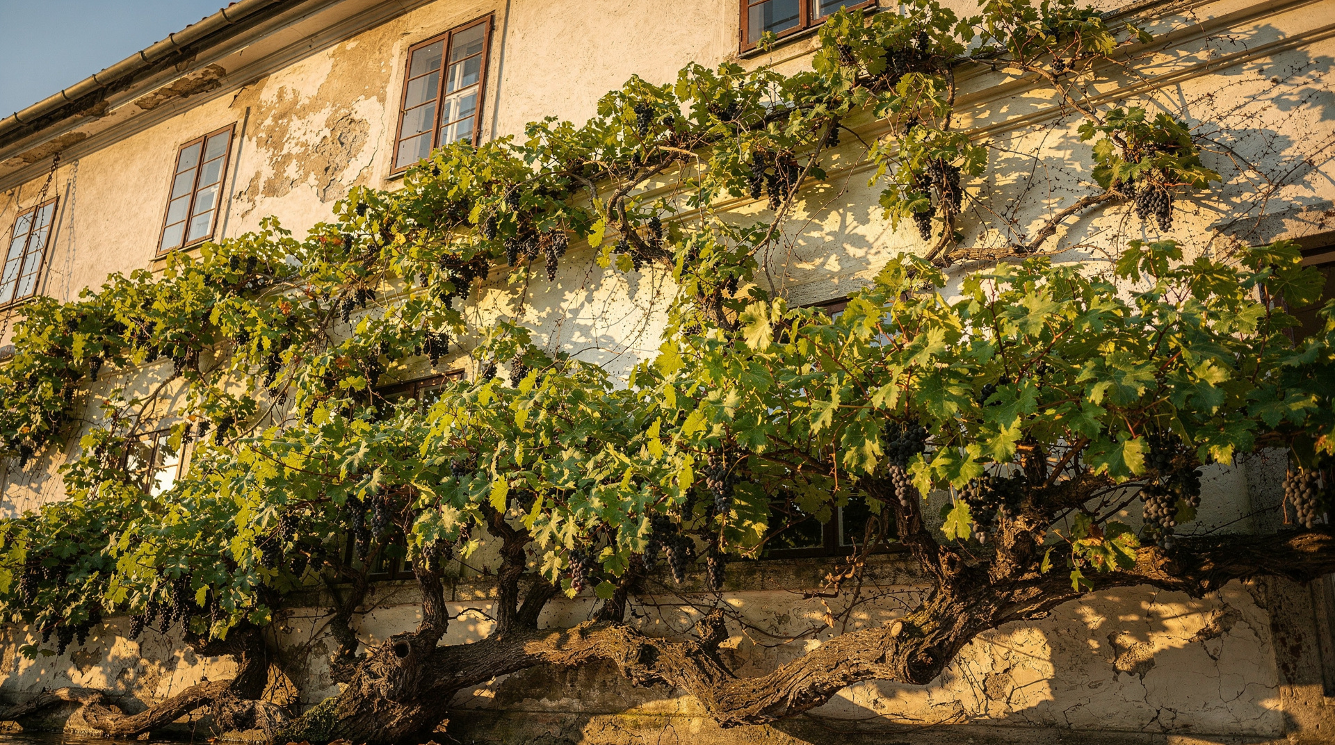 Maribor's Old Vine: the oldest productive grapevine in the world